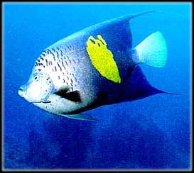 Angelfish