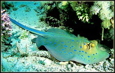 Blue-Spotted-Stringray