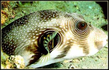 Bristly-Puffer