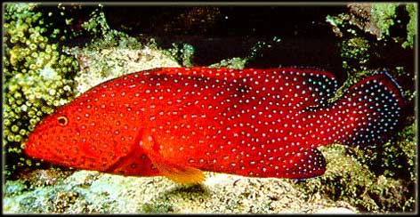 Coral-Grouper