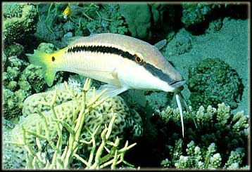 Goatfish