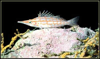 Hawkfish